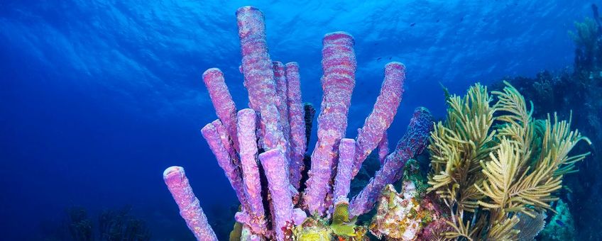 De onderzoekers hebben 24 van de meest voorkomende sponssoorten uit tropische koraalriffen rond het eiland Curaçao onderzocht.