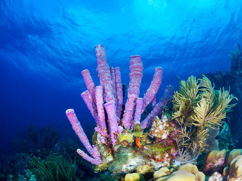 De onderzoekers hebben 24 van de meest voorkomende sponssoorten uit tropische koraalriffen rond het eiland Cura&ccedil;ao onderzocht