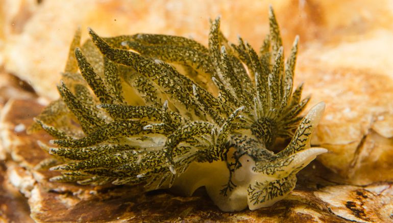 Dit jaar zijn er zeer vroeg in het voorjaar al tenminste vijf exemplaren van de zeldzame Groene rolsprietslak in het Grevelingenmeer aangetroffen