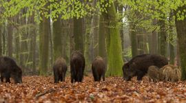 Rotte wilde zwijnen