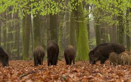 Rotte wilde zwijnen