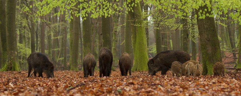 Rotte wilde zwijnen