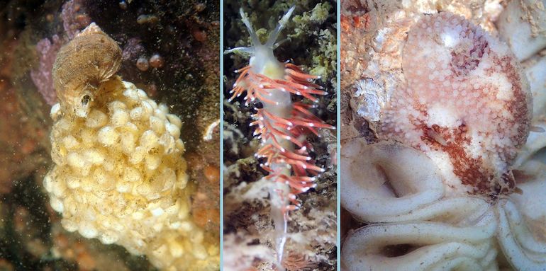 Sommige slakken zijn actief in de winter. Links: eiafzettende Wulk (Buccinum undatum), midden: Slanke waaierslak (Microchlamylla gracilis), rechts: Rosse sterslak (Onchidoris bilamellata) op de opvallende geplooide eisnoeren