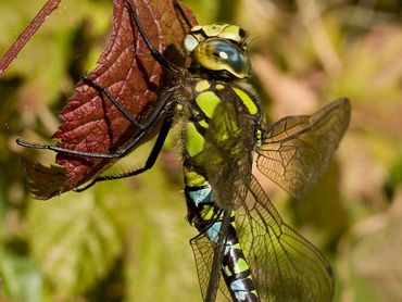 De blauwe glazenmaker kun je zo dichtbij in je eigen tuinvijver te zien krijgen