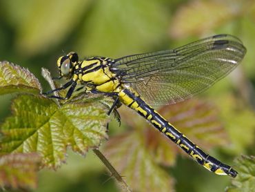 De beekrombout neem de laatste jaren toe