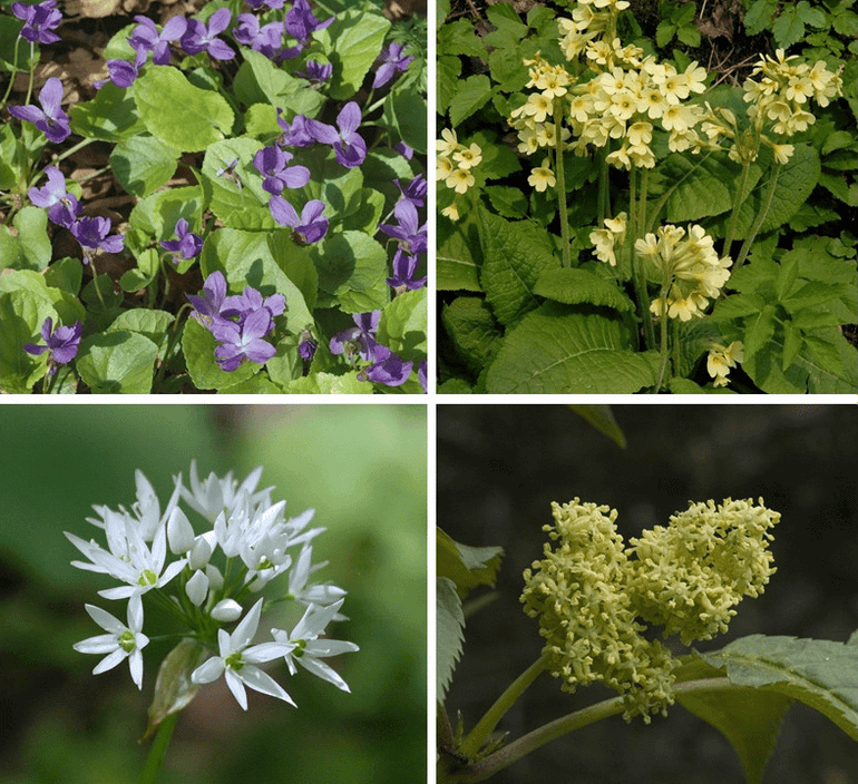 Voorbeelden van inheemse lentebloeiers die vroeg in het tuinseizoen kleur en insecten in de tuin introduceren. Van links naar rechts, van boven naar beneden: Maarts viooltje, Slanke sleutelbloem, Daslook, Trosvlier