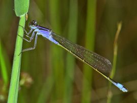 Ab H Baas, De Vlinderstichting Ischnura elegans. Lantaarntje