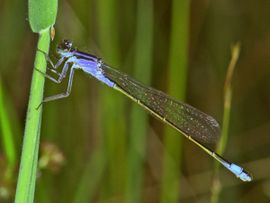 Ischnura elegans. Lantaarntje