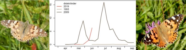 Links een distelvlinder die nu binnenklomt na lange reis, rechts een verse die hier uit de pop is gekomen. In de grafiek is de donkere lijn het aantal distelvlinders op de routes in 2009. De rode lijn is van dit jaar