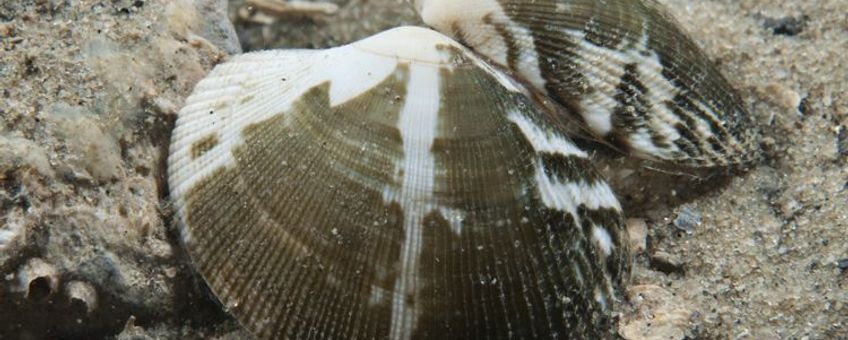 Filippijnse tapijtschelp in de Oosterschelde