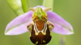Bijenorchis