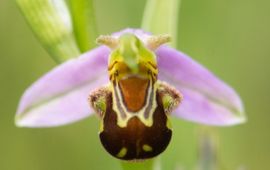 Bijenorchis