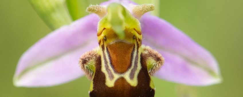 Bijenorchis