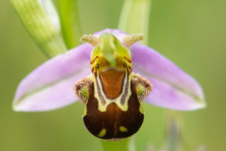 Met 33.572 waarnemingen zijn in 2022 in de Gelderse Poort maar liefst  1.030 plantensoorten waargenomen, waaronder de bijenorchis