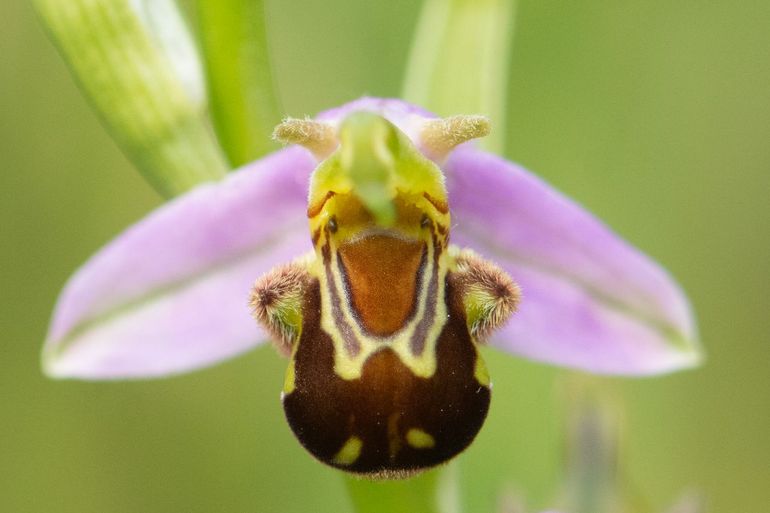 De bijenorchis lijkt met een beetje fantasie op een bij, al zien sommigen meer overeenkomsten met een breed lachende cartoonfiguur