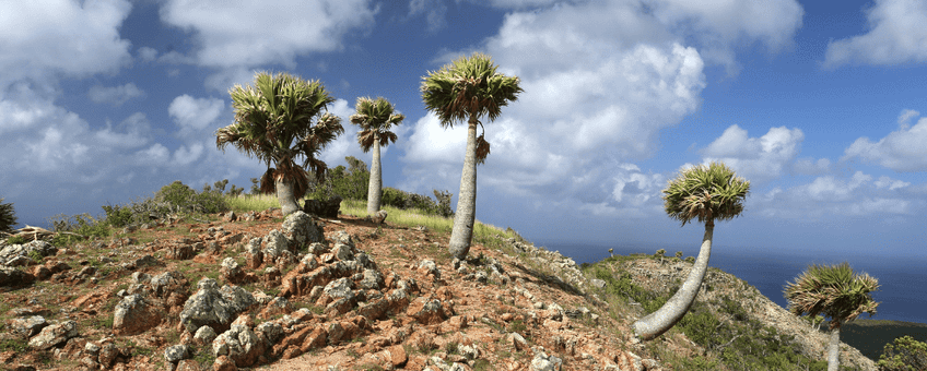 Sabal antillensis Christoffelberg.