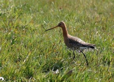 Grutto's floreren alleen in bloemrijke weides, alleen daar vinden de jongen genoeg insecten