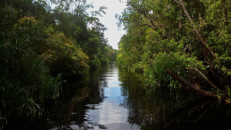 Rivier in Tanjung Puting Nationaal Park, nabij Rimba Raya (Centraal Kalimantan, Borneo)