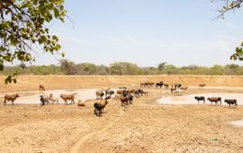 Droogte in Zambia