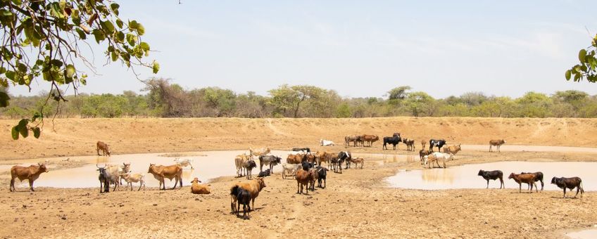 Droogte in Zambia