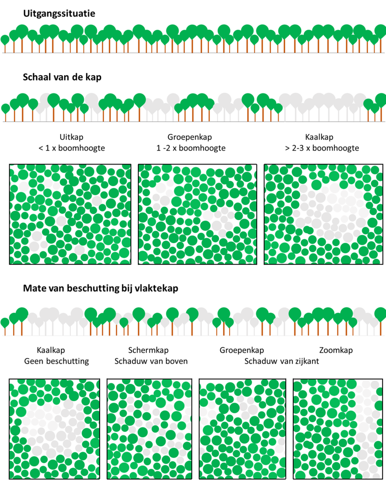 Weergave van de verschillende kapmethoden 