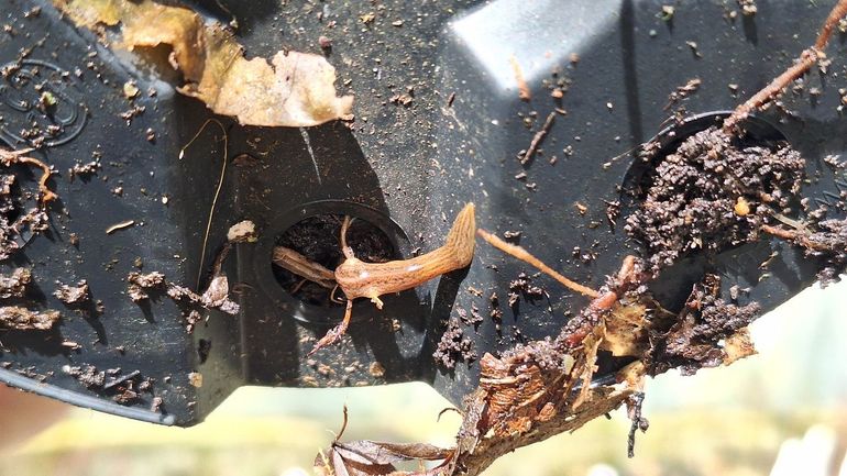 Een grote gevlekte landplatworm (Obama nungara), gevonden onder een bloempot