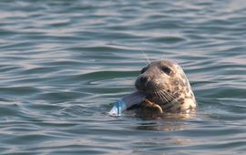 jan Grijze zeehond