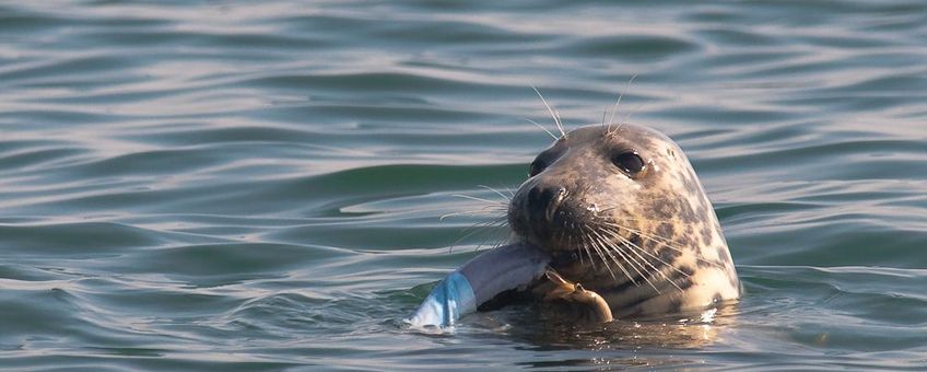 Grijze zeehond