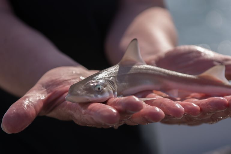 Pup van een gevlekte gladde haai. Een volwassen exemplaar kan tot 130 centimeter groot worden 