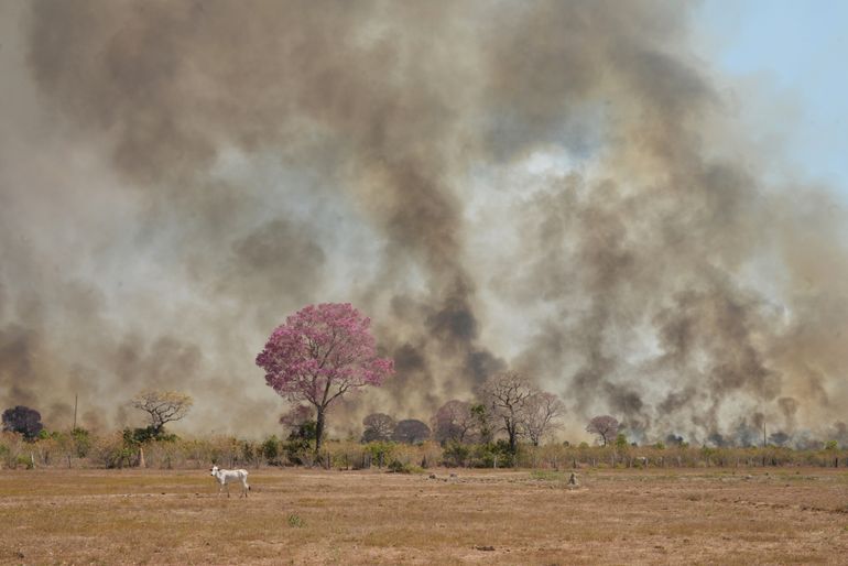 Bosbrand in de Pantanal