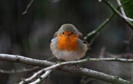 Hans Dekker, Saxifraga Erithacus rubecula 77, Roodborst, Saxifraga-Hans Dekker.jpg