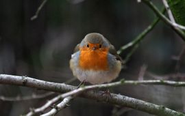 Erithacus rubecula 77, Roodborst, Saxifraga-Hans Dekker.jpg