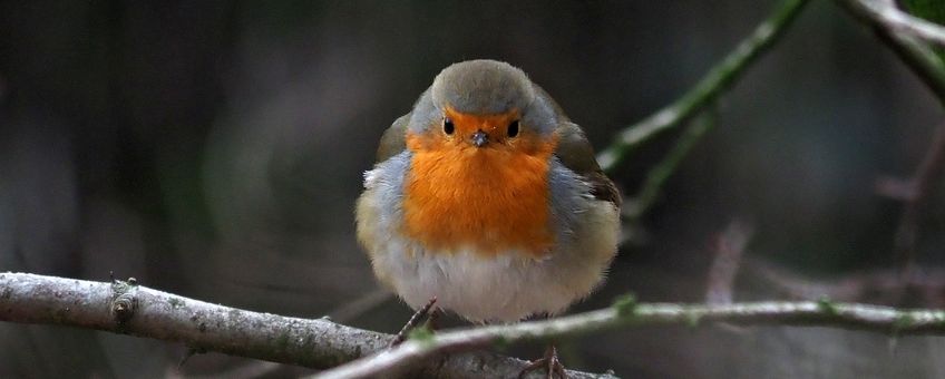 Erithacus rubecula 77, Roodborst, Saxifraga-Hans Dekker.jpg