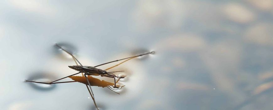 Schaatsenrijder is Waterdiertje van het Jaar 2026