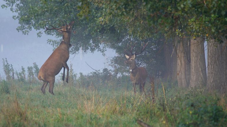 Edelherten in Het Groene Woud