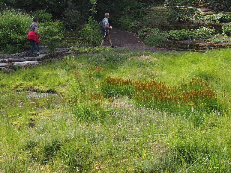 Beenbreek in de Botanische Tuinen Universiteit Utrecht