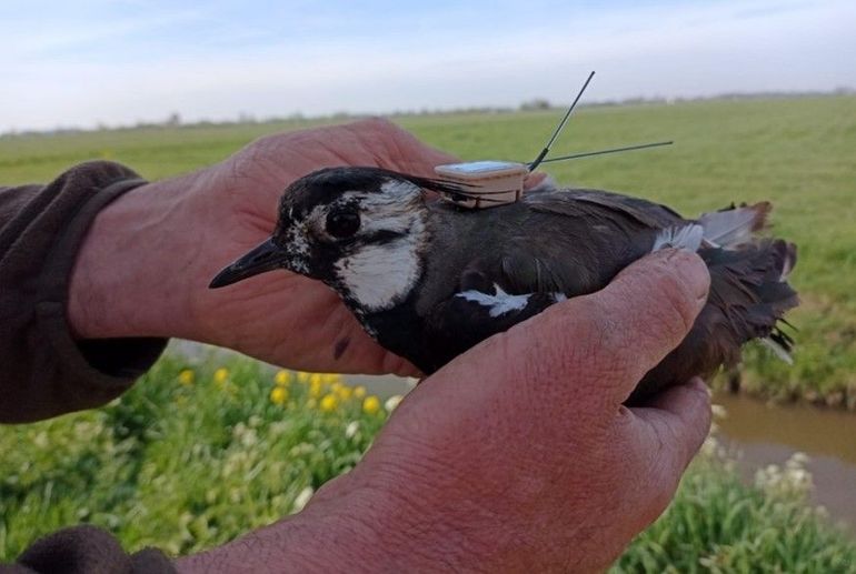 Kievitsvrouwtje met een GPS-zender