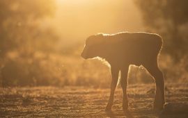 Bogdan Boev, Rewilding Europe All things start small, but the idea of rewilding has now started to move into mainstream conservation EENMALIG GEBRUIK