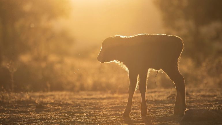 All things start small, but the idea of rewilding has now started to move into mainstream conservation