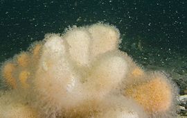 Het grind op de Klaverbank vormt een natuurlijk ecosysteem waarop Dodemansduim, ons enige koraal, massaal op groeit