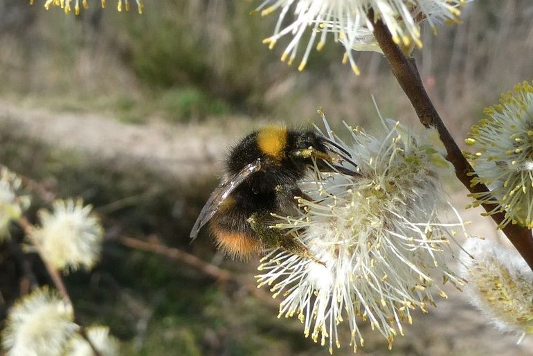 Deze weidehommel doet zich tegoed aan wilgenkatjes