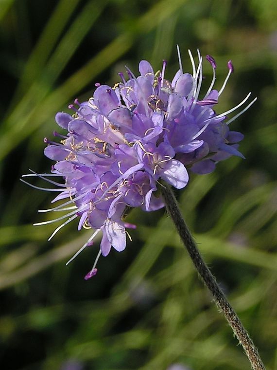 Succisa pratensis- Blauwe knoop - devil's-bit