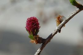 Saxifraga, Jan van der Straaten Europese larix, European larch, larix decidua