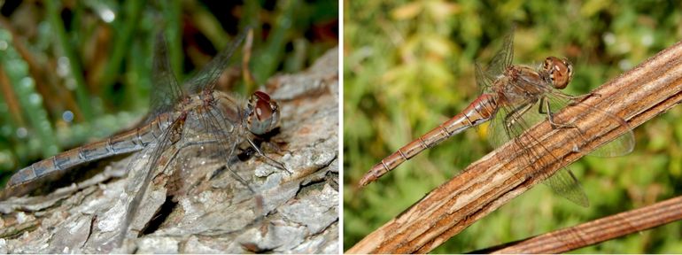 Vrouwtjes van de twee meest talrijke heidelibellen: links een bruinrode en rechts een steenrode heidelibel