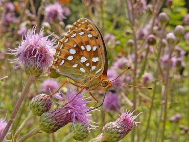 Grote parelmoervlinder nectardrinkend op akkerdistel