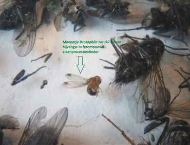 Mannetje suzuki-fruitvlieg als bijvangst in een feromoonval van de eikenprocessievlinder