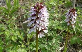 Kemmers Purperorchis Kemmers