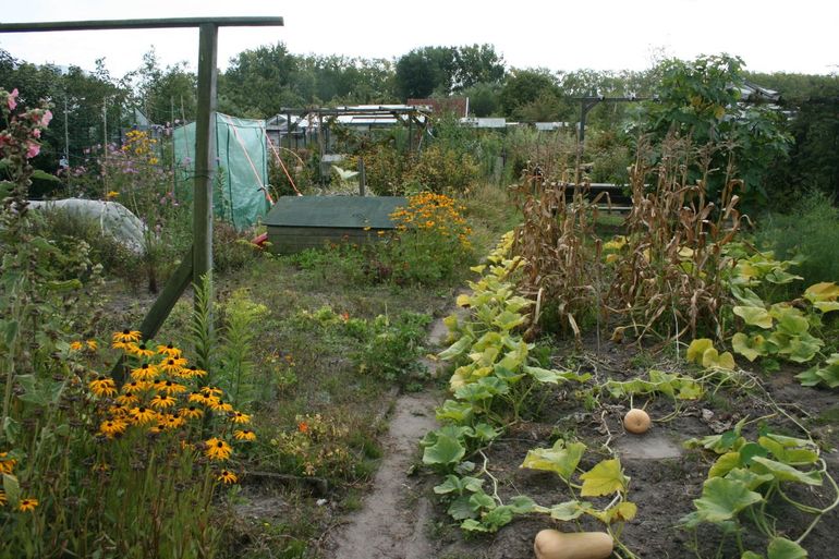 Een moestuin op volkstuinpark Het Zonneveld in Leiden