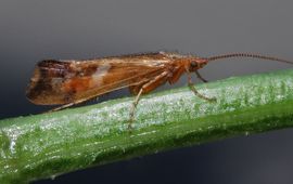Casper Zuyderduyn maankokerjuffer