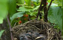 Peter Eekelder, Sovon Nest jonge merels